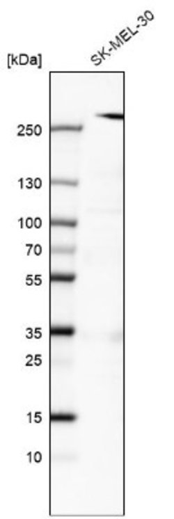 myosin X Antibody (CL9032), Novus Biologicals 100 &mu;L; Unconjugated:Antibodies,